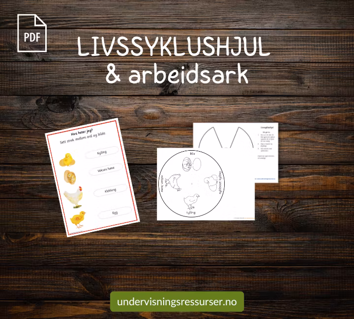 PDF Livssyklusen til en høne