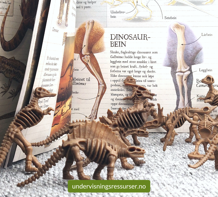 Dinosaurskjelett, konkreter, sett 12 stk.