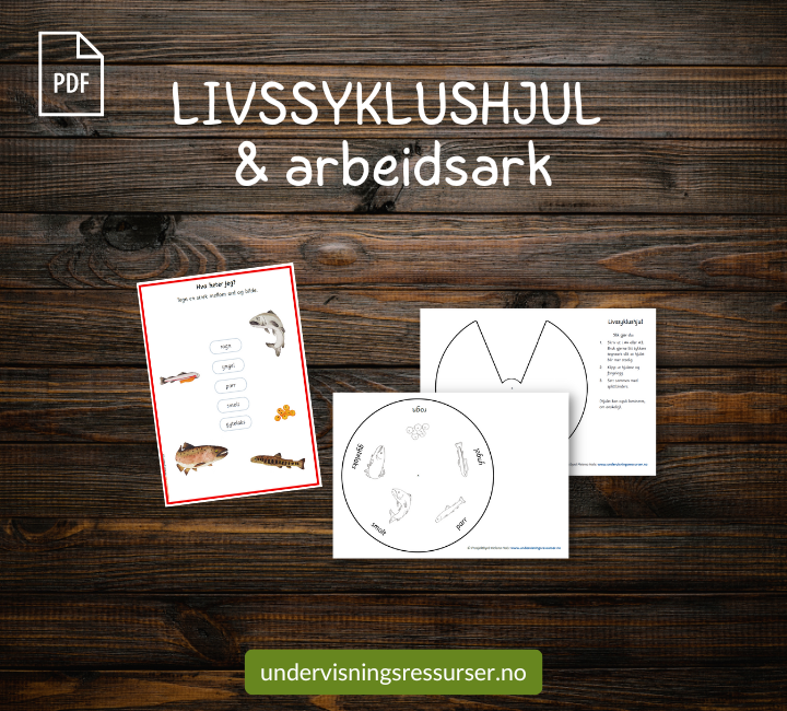PDF Livssyklusen til en laks - laksens vandring - undervisningsopplegg villaks