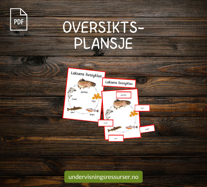 PDF Livssyklusen til en laks - laksens vandring - undervisningsopplegg villaks