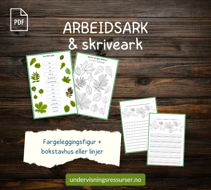 PDF Bladene til løvtrær - undervisningsopplegg mellomtrinn - bladform