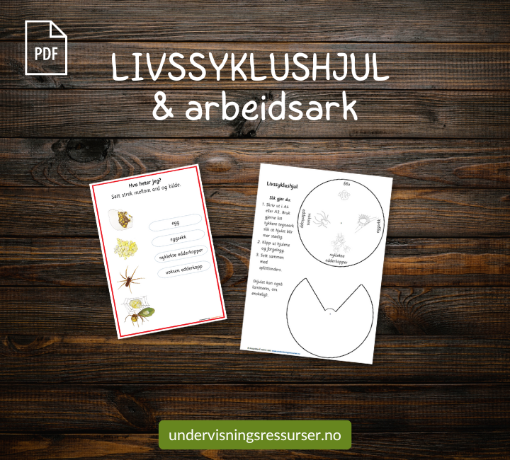 PDF Edderkopp - edderkoppens livssyklus - Montessori matchingkort