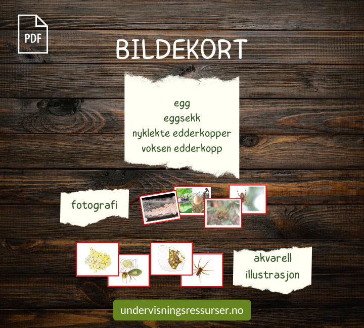 PDF Edderkopp - edderkoppens livssyklus - Montessori matchingkort