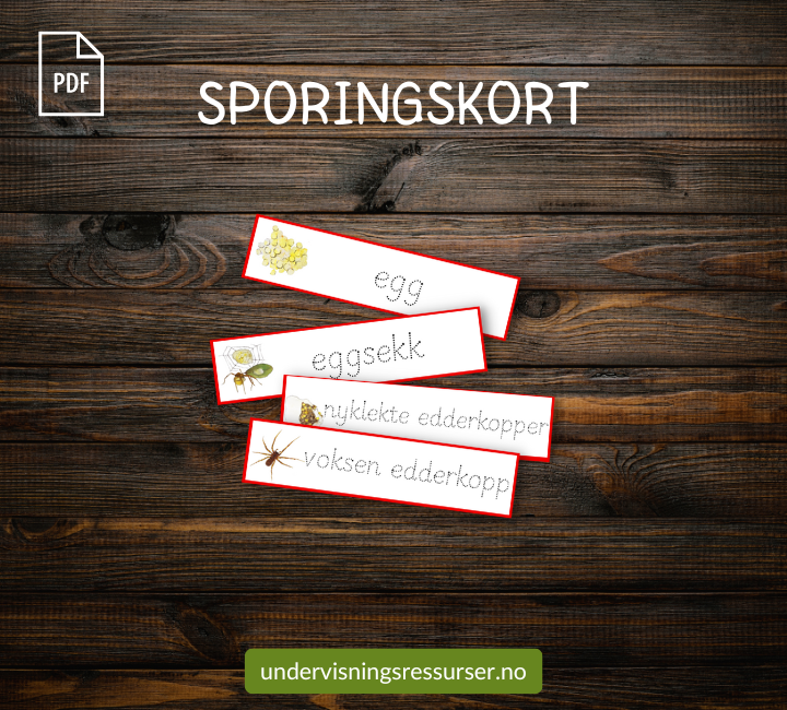 PDF Edderkopp - edderkoppens livssyklus - Montessori matchingkort