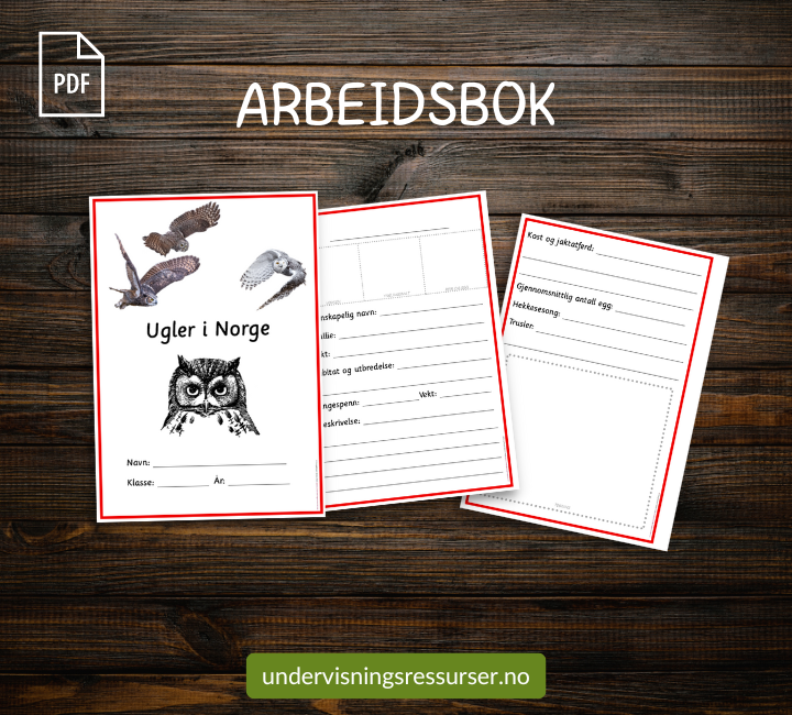 PDF Ugler i Norge - Flashcards, arbeidsark, arbeidshefte mmm