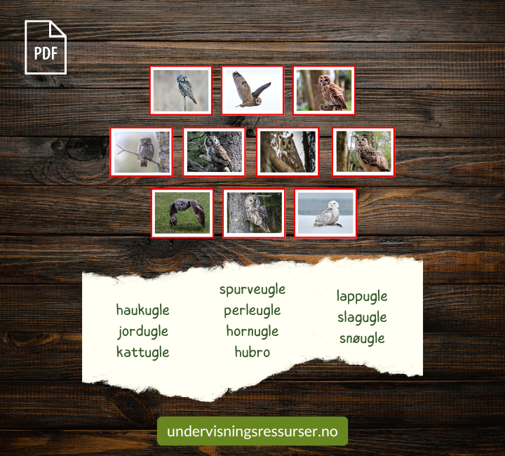 PDF Ugler i Norge - Flashcards, arbeidsark, arbeidshefte mmm