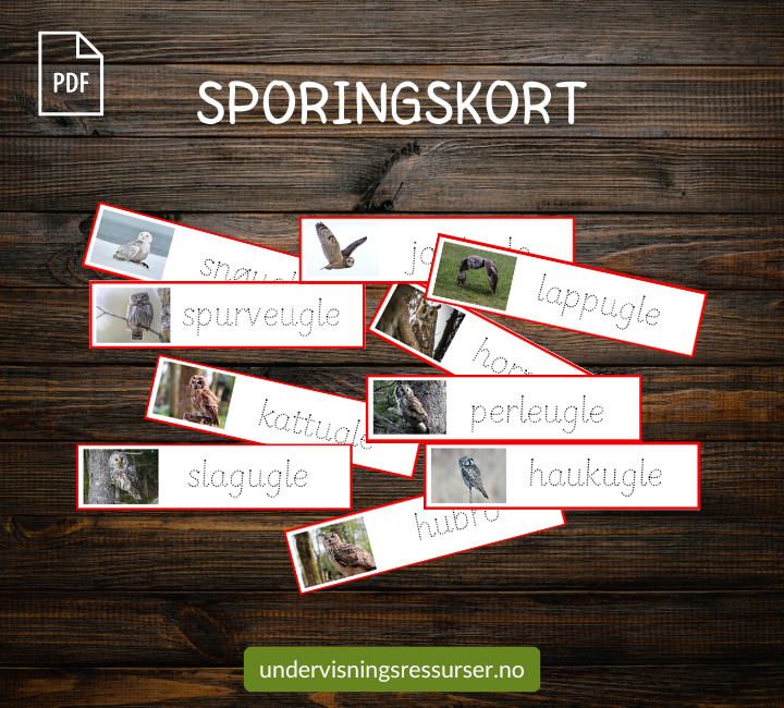 PDF Ugler i Norge - Flashcards, arbeidsark, arbeidshefte mmm