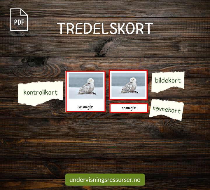 PDF Ugler i Norge - Flashcards, arbeidsark, arbeidshefte mmm