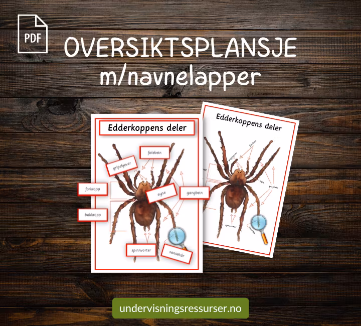 PDF Edderkoppens deler - Anatomi til en edderkopp - Kortmateriell med nivådelte faktatekster