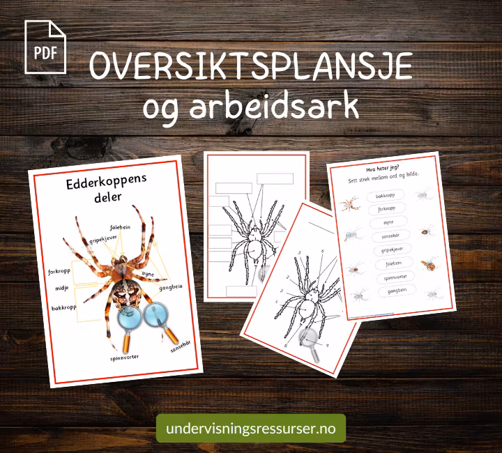 PDF Edderkoppens deler - Anatomi til en edderkopp - Kortmateriell med nivådelte faktatekster