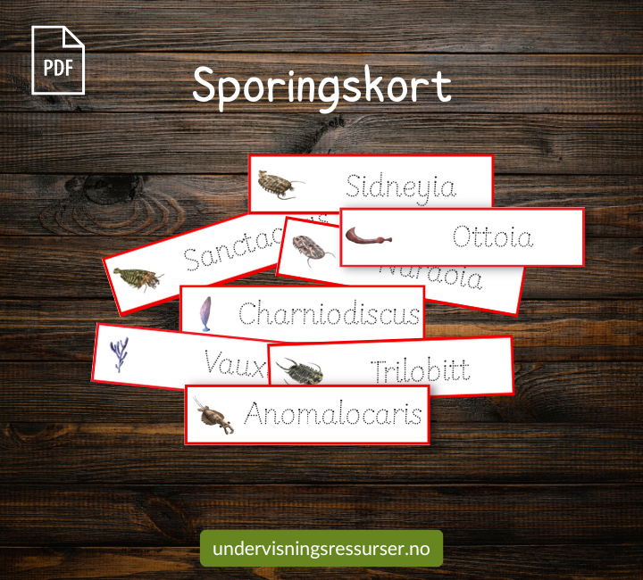 PDF Livet i kambrium - Bildekort, sporingskort, fargeleggingsark & arbeidshefte