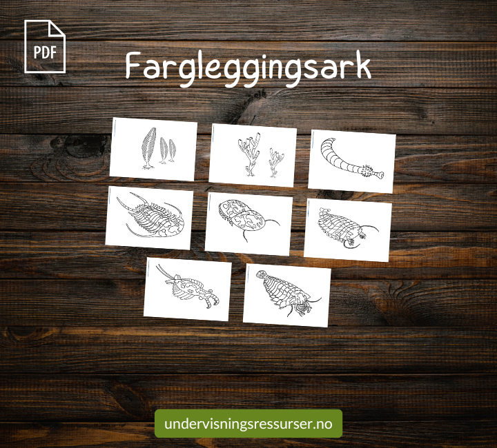 PDF Livet i kambrium - Bildekort, sporingskort, fargeleggingsark & arbeidshefte