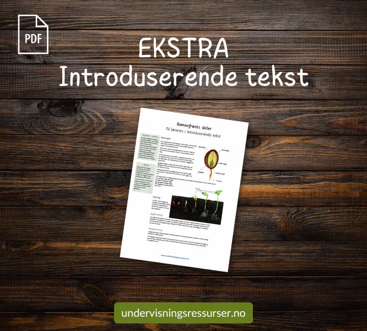 PDF Bønnefrøets deler - Anatomi til en hagebønne - delenes funksjon
