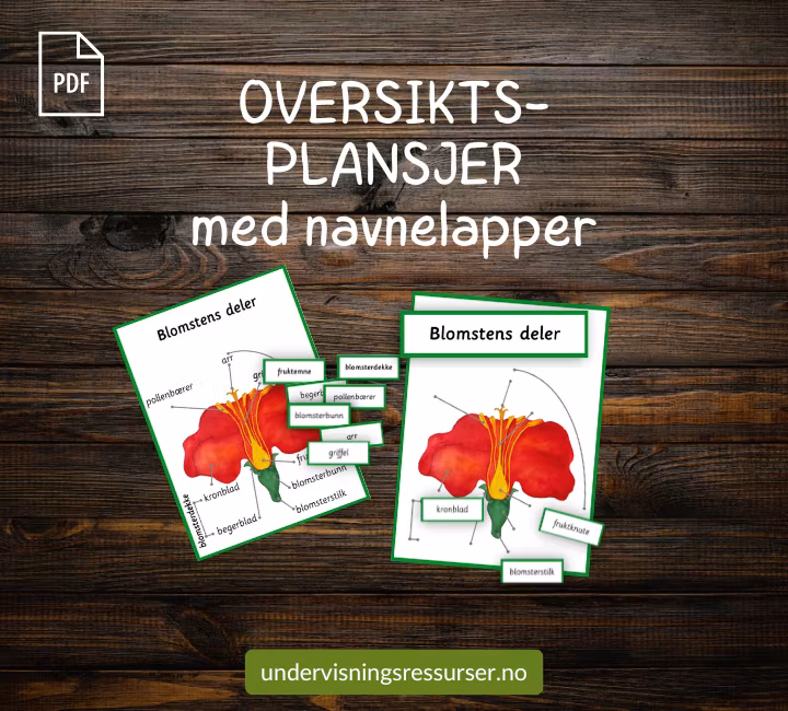 PDF Blomstens deler - Botanikk biologi undervisning - delenes funksjon