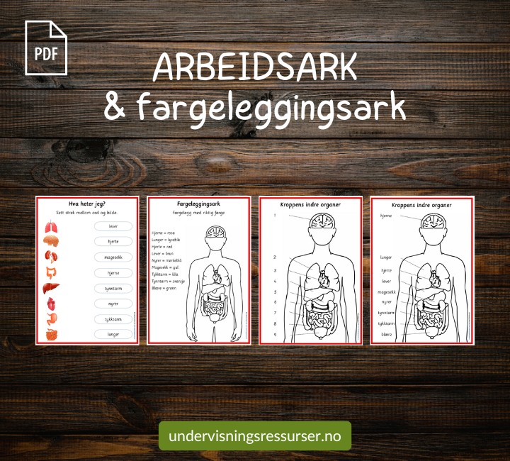 PDF Menneskekropp - kortmateriell og arbeidsark - kroppens indre organer
