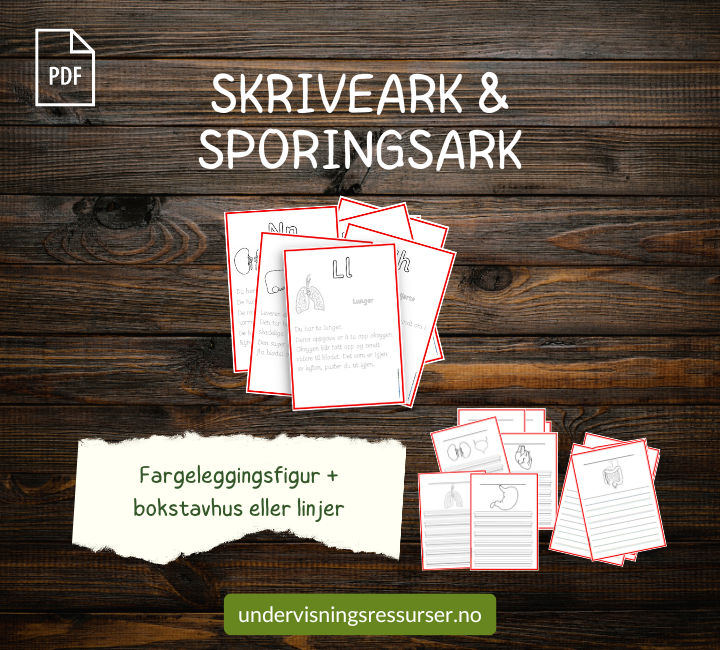PDF Menneskekropp - kortmateriell og arbeidsark - kroppens indre organer