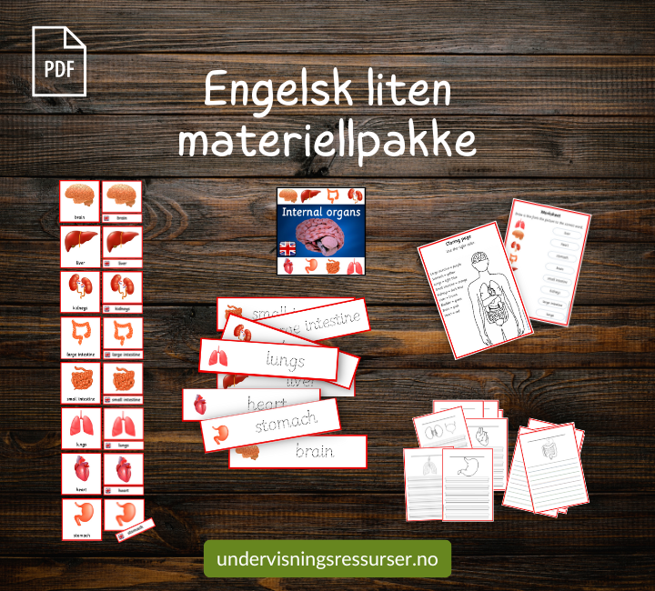 PDF Menneskekropp - kortmateriell og arbeidsark - kroppens indre organer