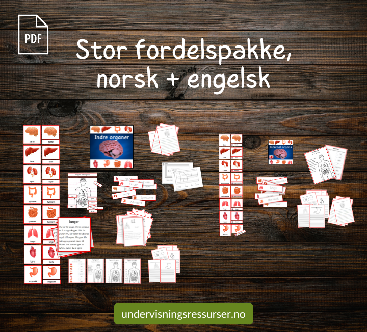 PDF Menneskekropp - kortmateriell og arbeidsark - kroppens indre organer