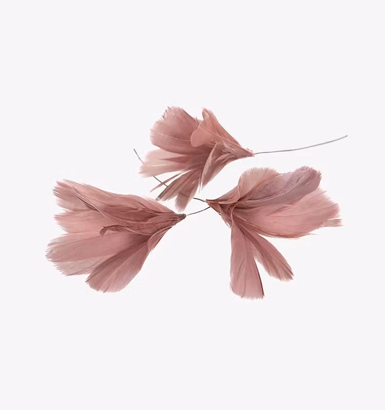 Fjäderblomma Gammalrosa
