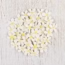 CR19068 Pearl petite Wedding