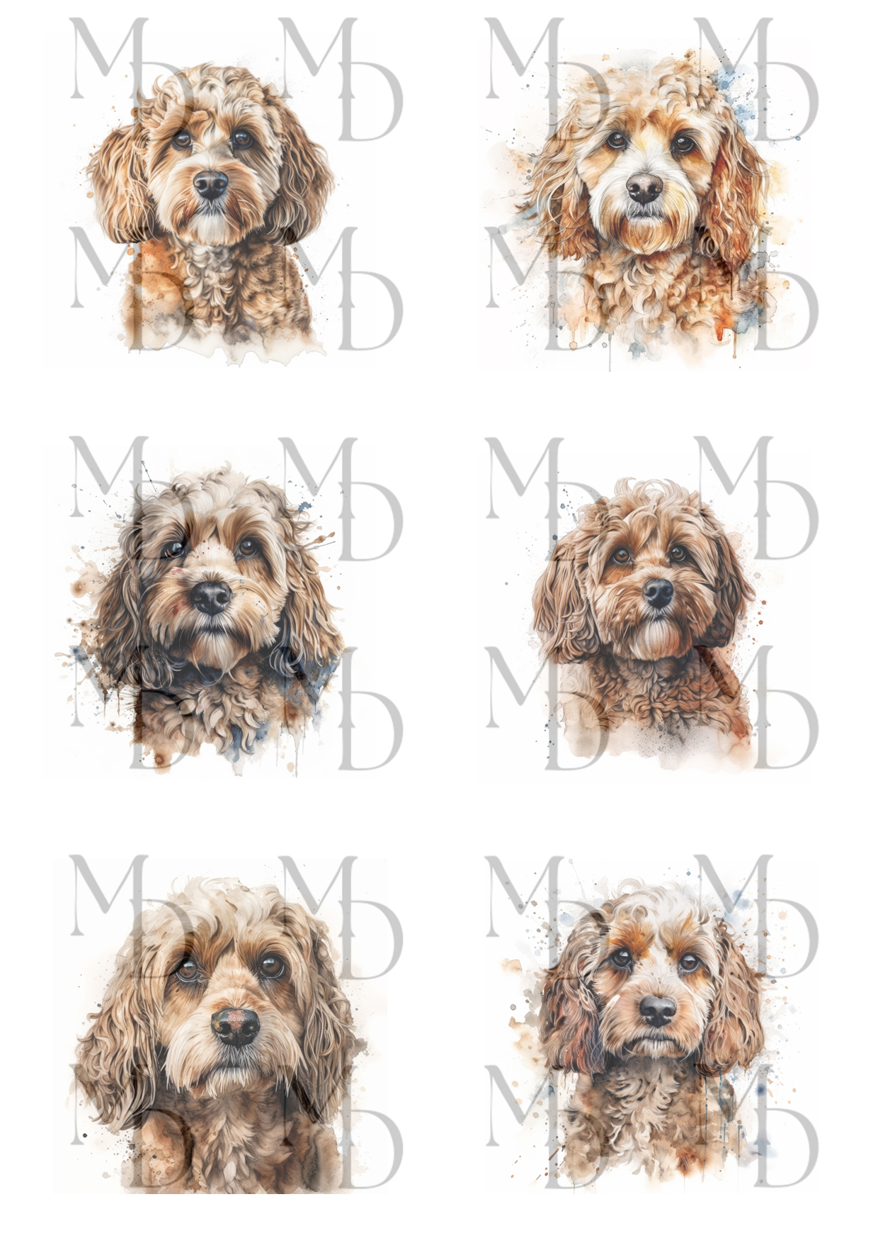 0097 "Zelda" Cockapoo klippark