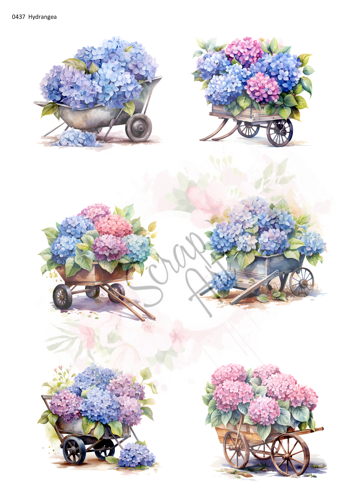 0437 Hydrangea