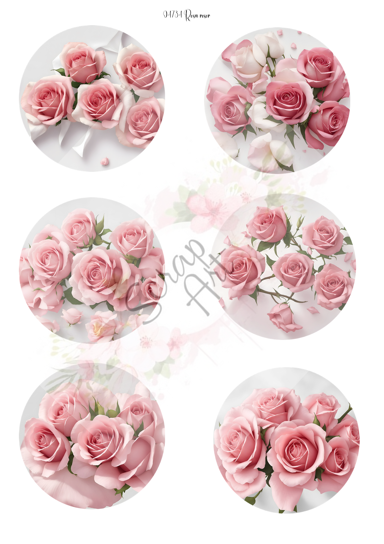 0474 Rosa rosor