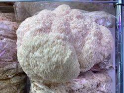 Svampodling  Igelkottaggsvamp Stor 5kg