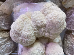 Svampodling  Igelkottaggsvamp Stor 5kg