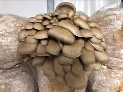 Svampodling Ostronskivling