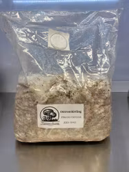 Svampodling Ostronskivling