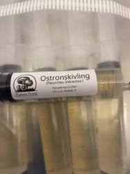 Flytande mycel Ostronskivling 20ml