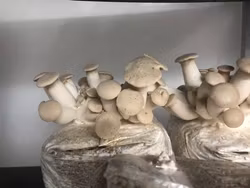 Svampodling Kungsmussling 5kg