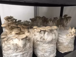 Svampodling Kungsmussling 5kg