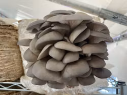 Svampodling Ostronskivling