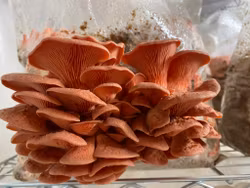 Svampodling rosa ostronskivling