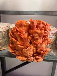 Svampodling rosa ostronskivling