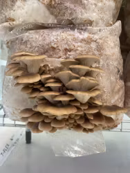 Svampodling korean oyster