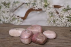 Rosa Opal Stor