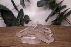 Lemurian seed spetsar