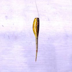 Scum Gill - Crappie Slayer 7,6cm