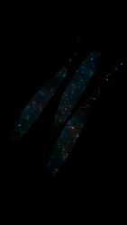 Magic Shampoo (UV Glow) - The Gimp 12,5cm