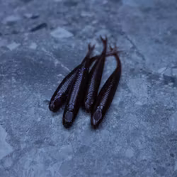 Cinnamondo - The Gimp 10cm