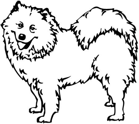 337. Samojed helkropp