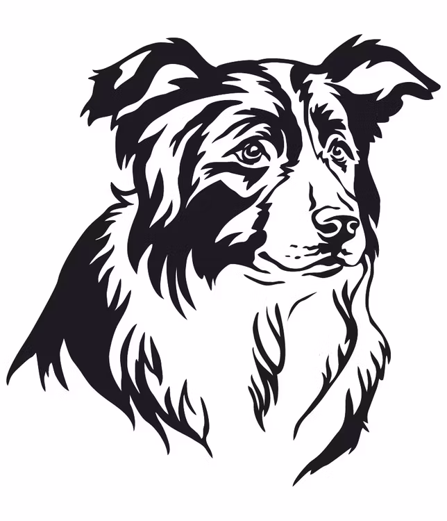 338. Border Collie huvud