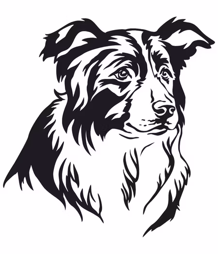 338. Border Collie huvud