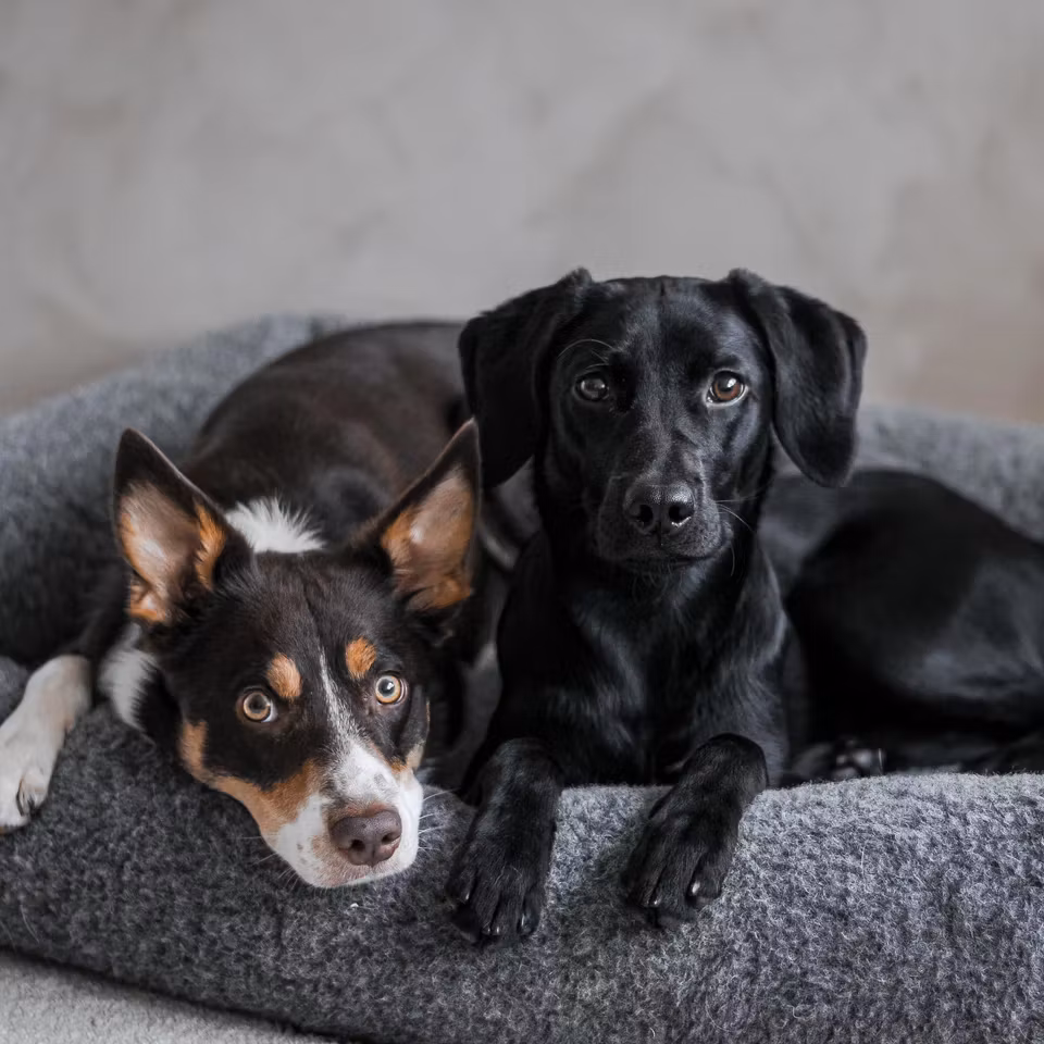 HUNDESENG COZY
