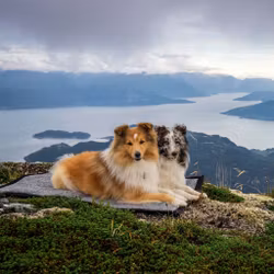 HUNDETEPPE HIKING
