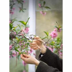 Sekatör Spira, Askträ och Stål