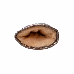 Paloma vantar mocca
